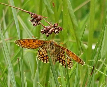Melitaea parthenoides